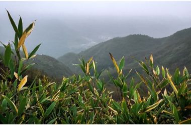 高國(guó)慧：那些緊貼荒草地皮的花