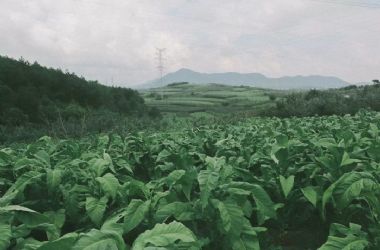 打煙葉︱滇東北高原上的“農(nóng)忙”，瞧這一家子